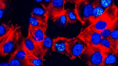 Photo of Медицинская наука: новые методы борьбы с раком