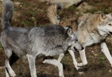 Photo of Интересные факты о истории человечества