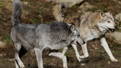 Photo of Интересные факты о истории человечества