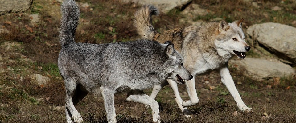 Фото 15 — Интересные факты о истории человечества